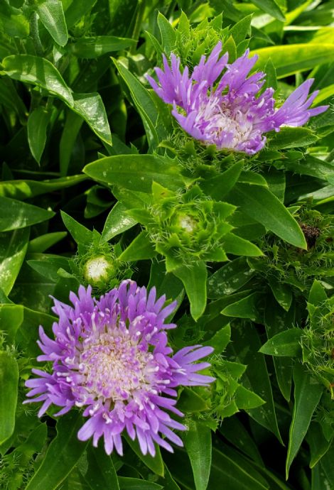 Stokesia laevis 'Mini Mels'